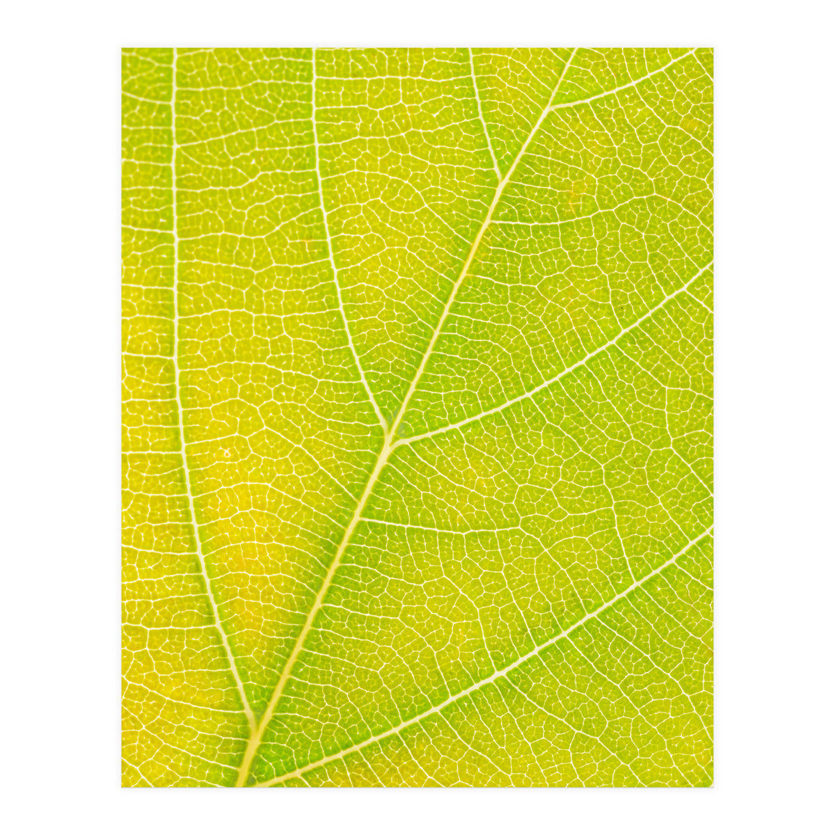 Autumn Leaf (Print Only)