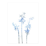 Blue Hosta (Print Only) thumbnail