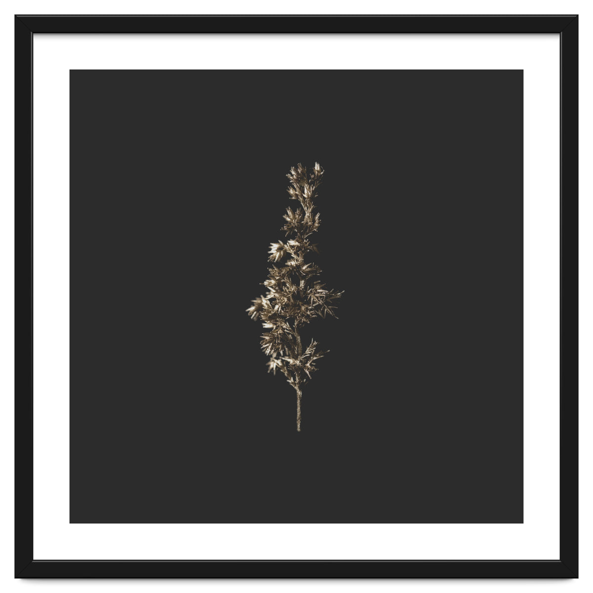 Gold Rush Botanicals - Square
