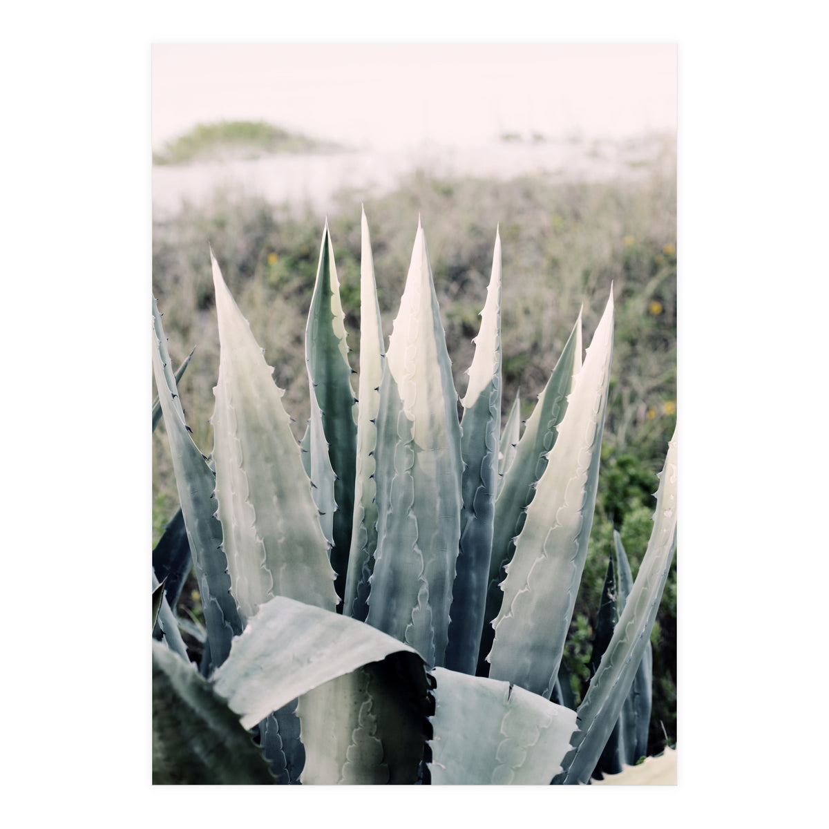 Pale Agave  (Print Only)