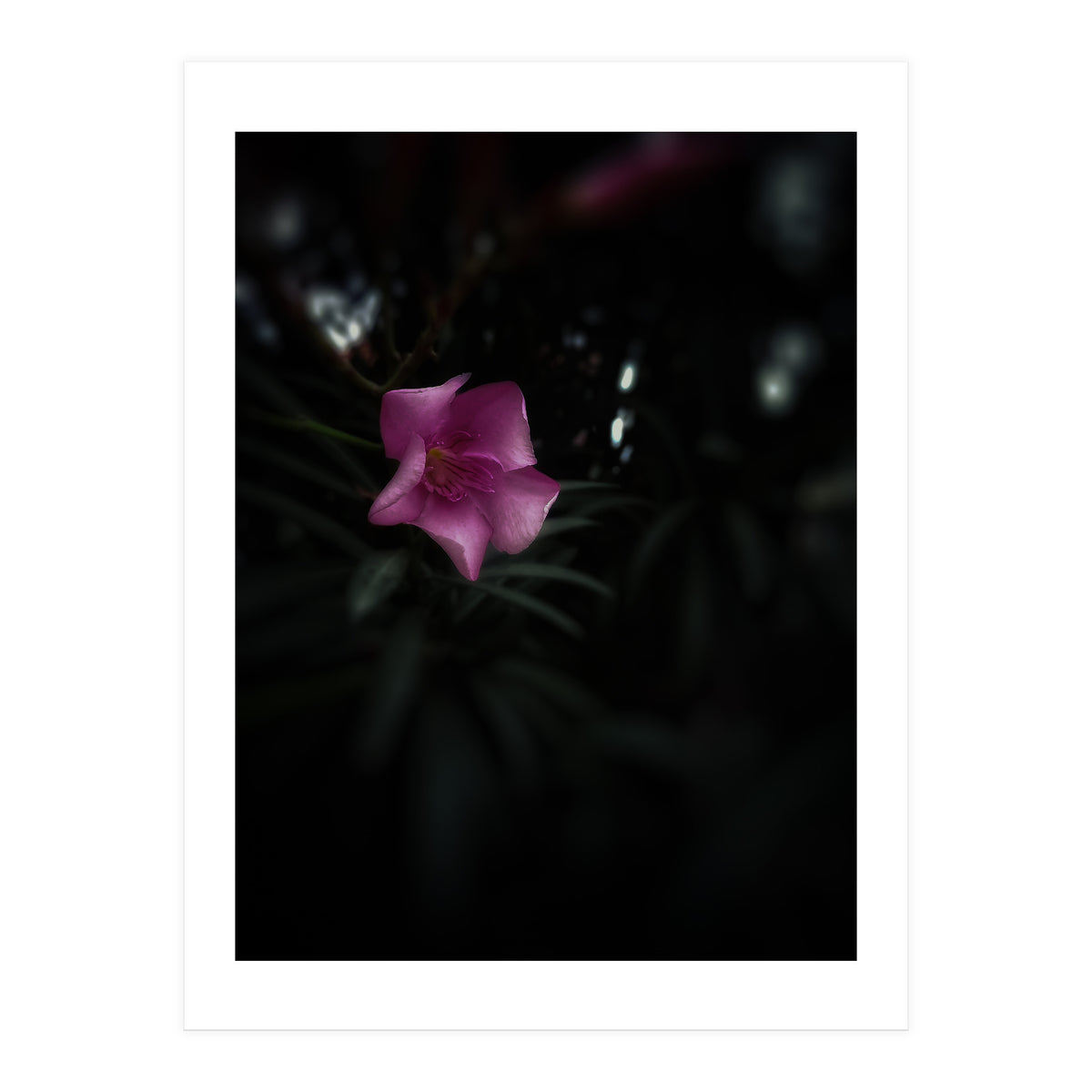 Pinky Flora (Print Only)