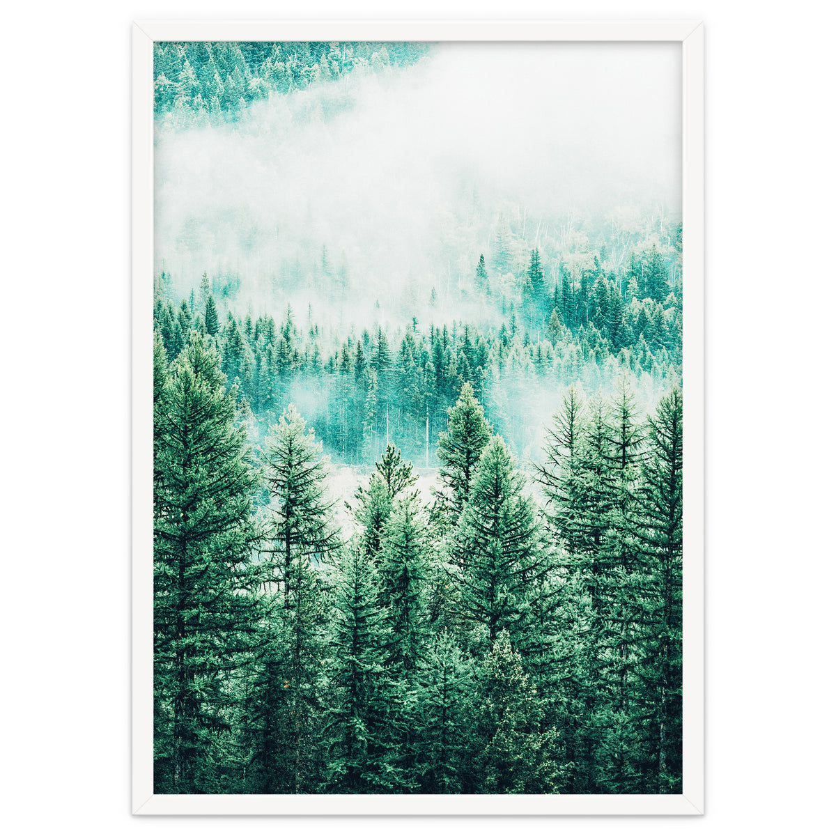 Forest And Fog