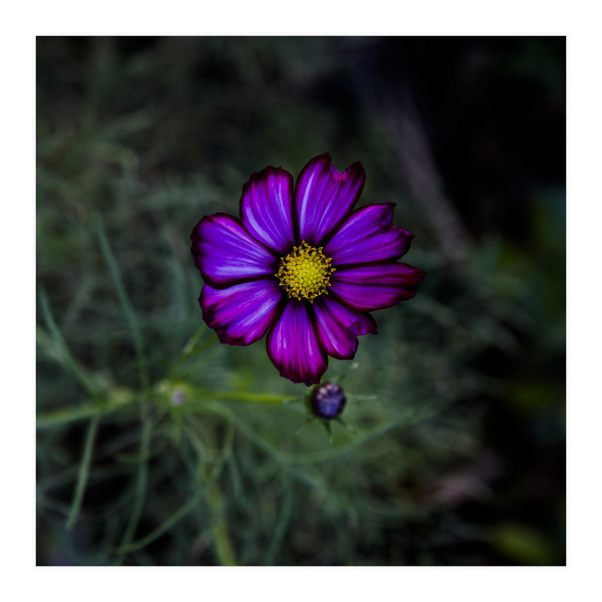 Floral autumn (Print Only)