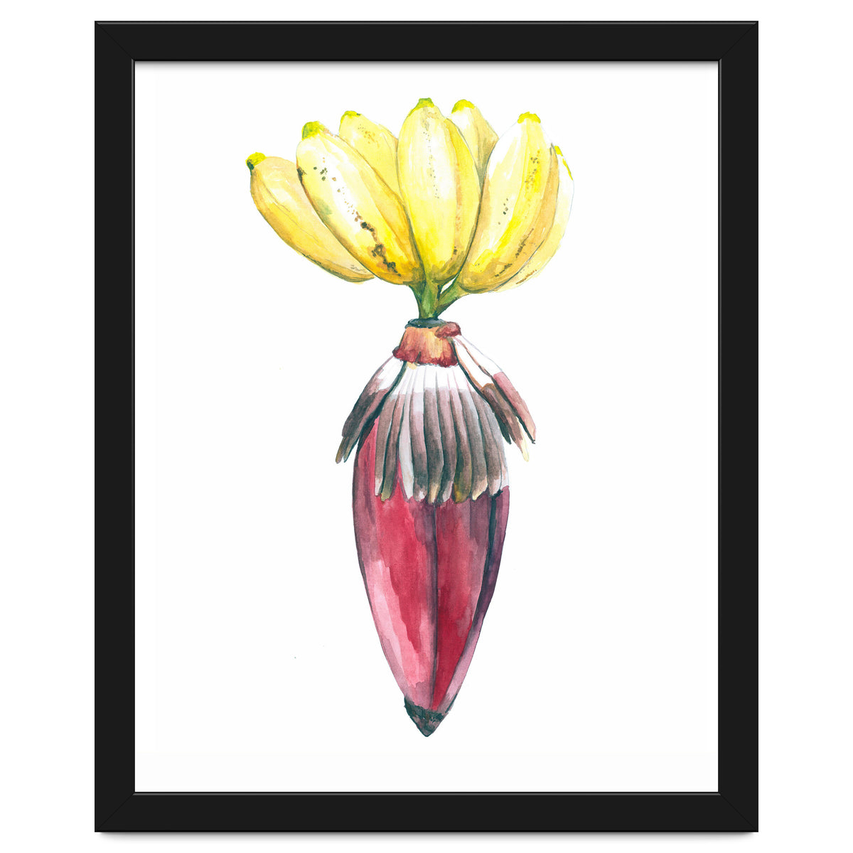Botanical Illustration Banana