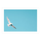 Seagull (Print Only) thumbnail