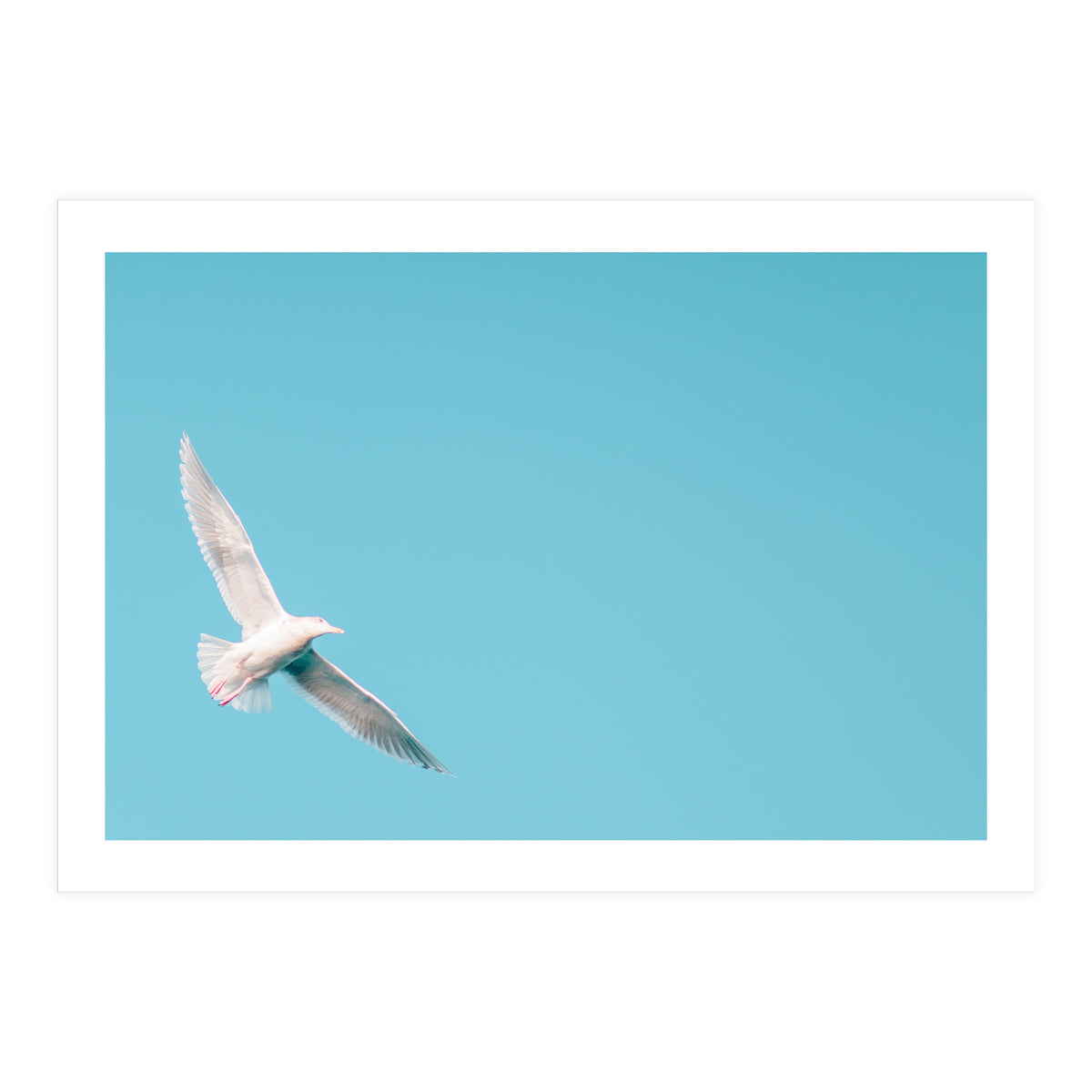 Seagull (Print Only)