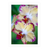 Orchidee Phalleanopsis (Print Only) thumbnail
