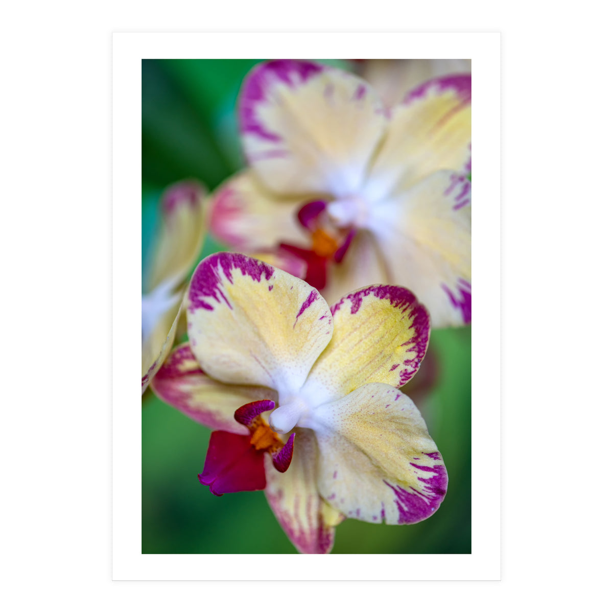 Orchidee Phalleanopsis (Print Only)