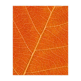 Autumn Leaf (Print Only) thumbnail