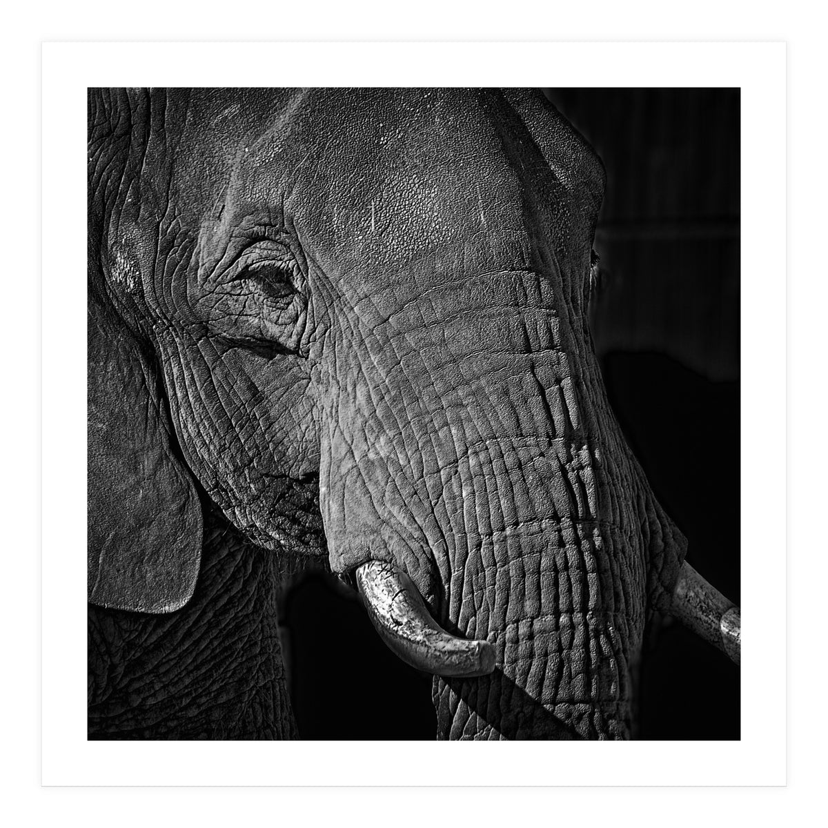 Elephant (Print Only)