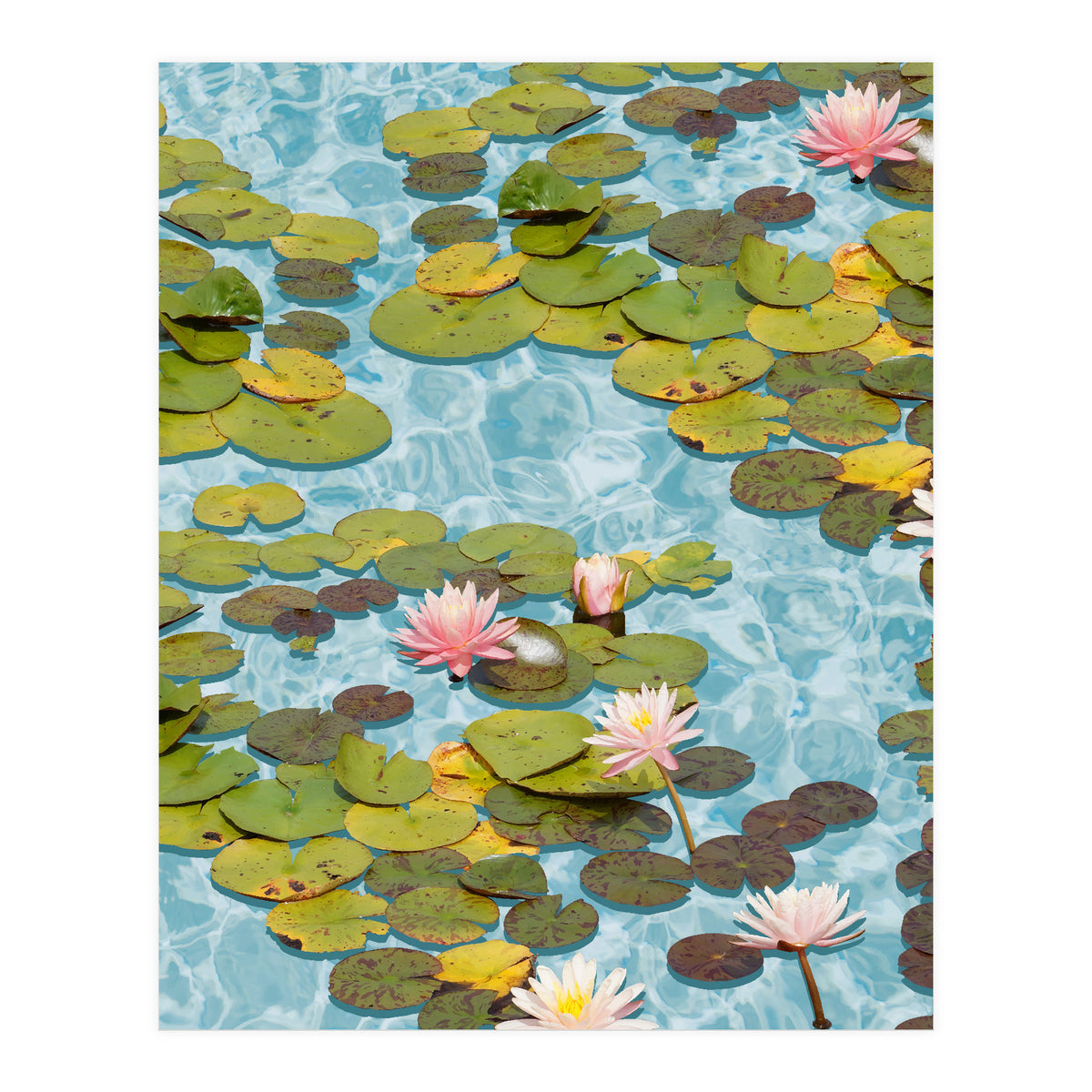 Lotus Formation (Print Only)