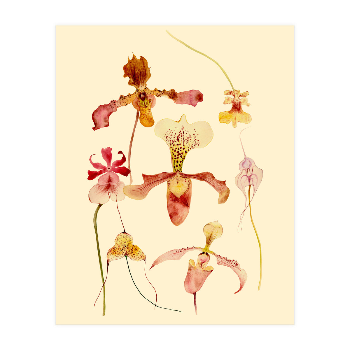 Orchids #2 (Print Only)