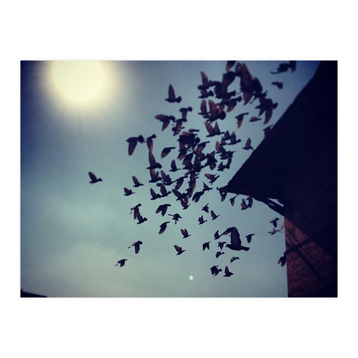 Free Birds (Print Only)