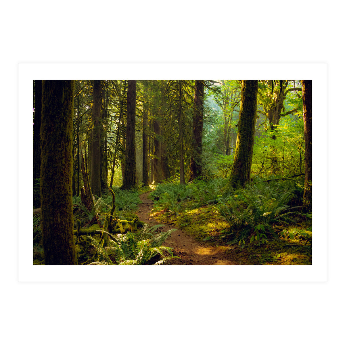 Old Growth Forest (Print Only)