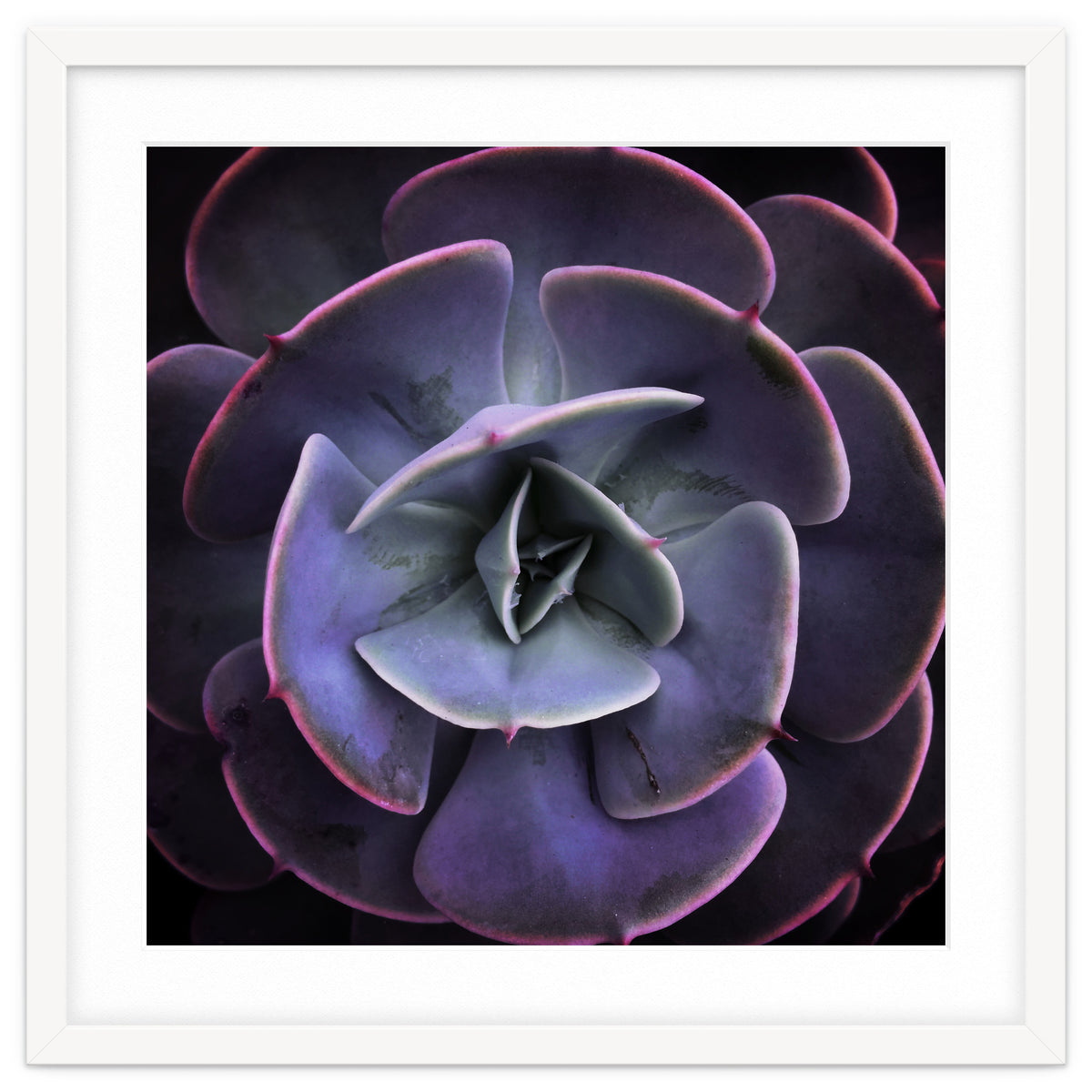 DARKSIDE OF SUCCULENTS VII