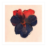 Blue Pansy (Print Only) thumbnail