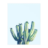 Cactus (Print Only) thumbnail