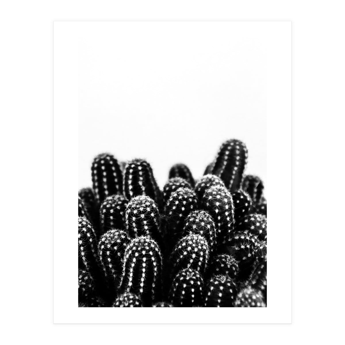 cactus nature X (Print Only)