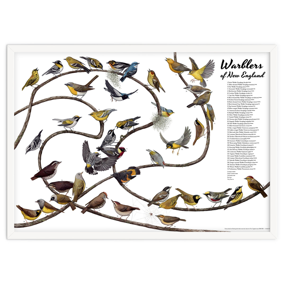 Warblers of New England