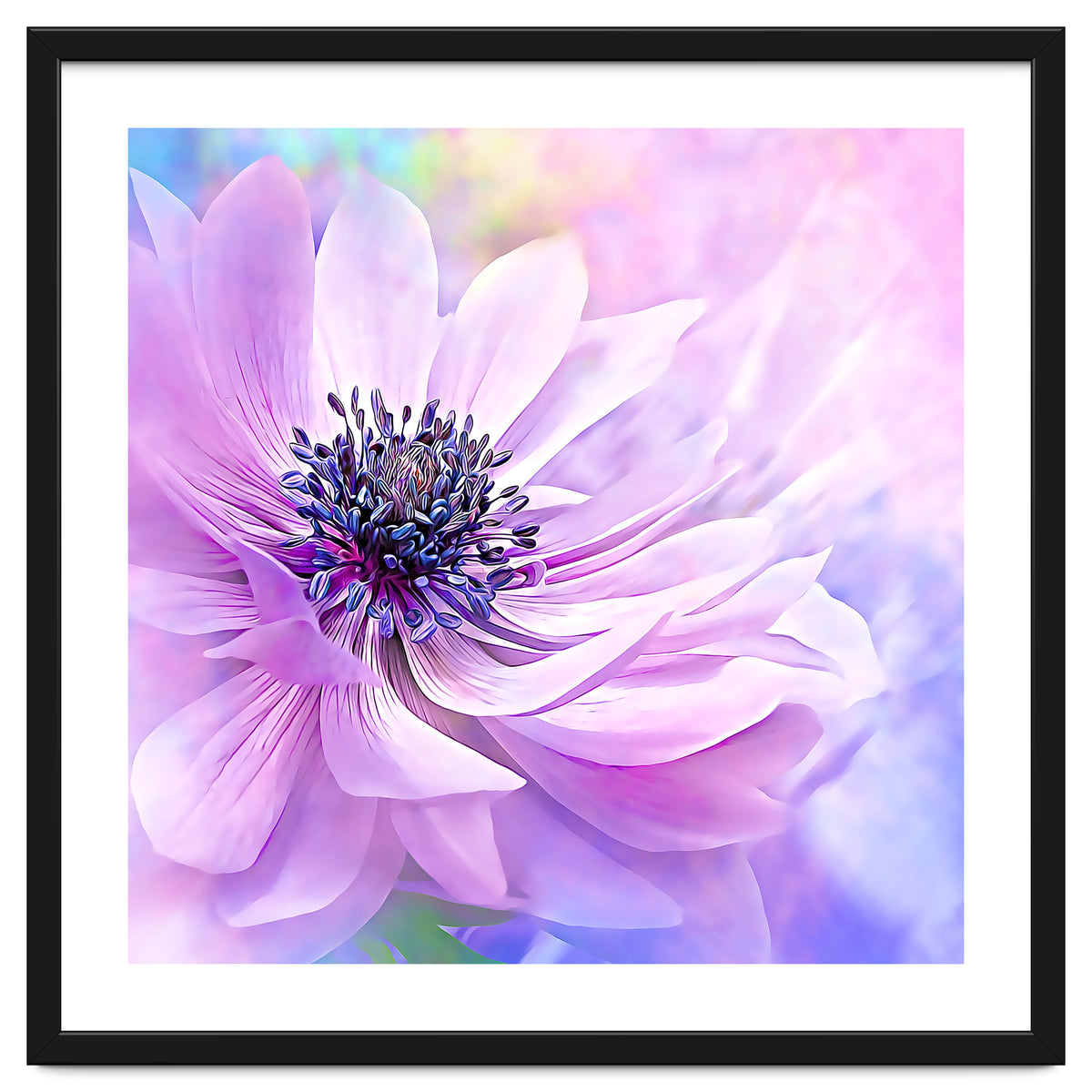 Wispy Purple Anemone