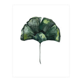 Botanical Illustration Ginko (Print Only) thumbnail