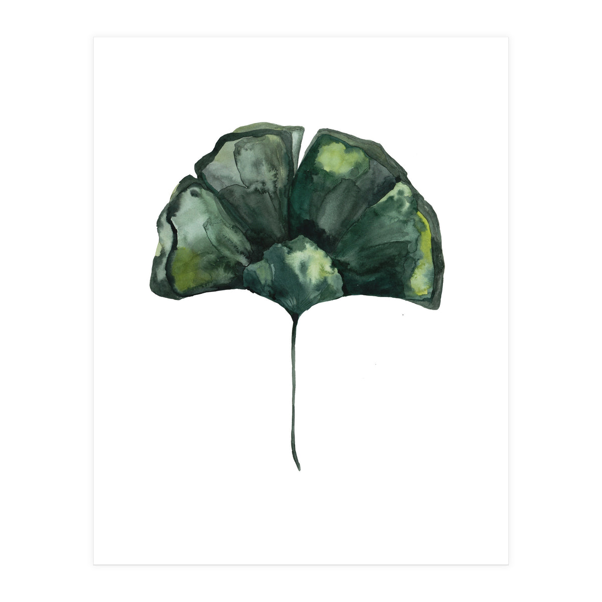 Botanical Illustration Ginko (Print Only)