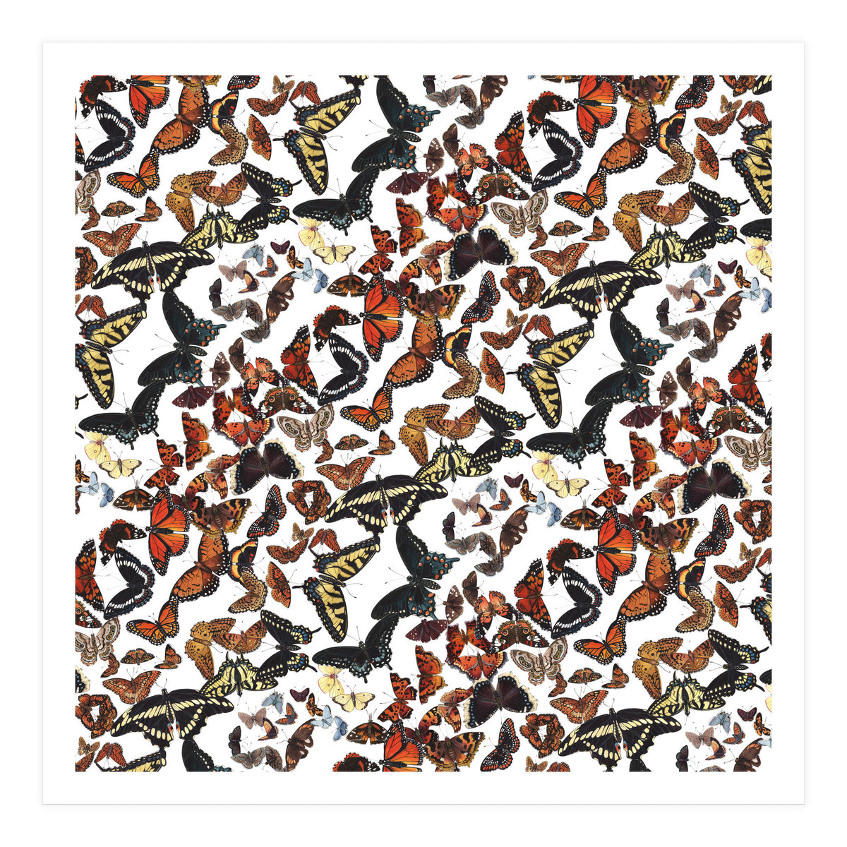 Maine Butterflies Pattern (Print Only)