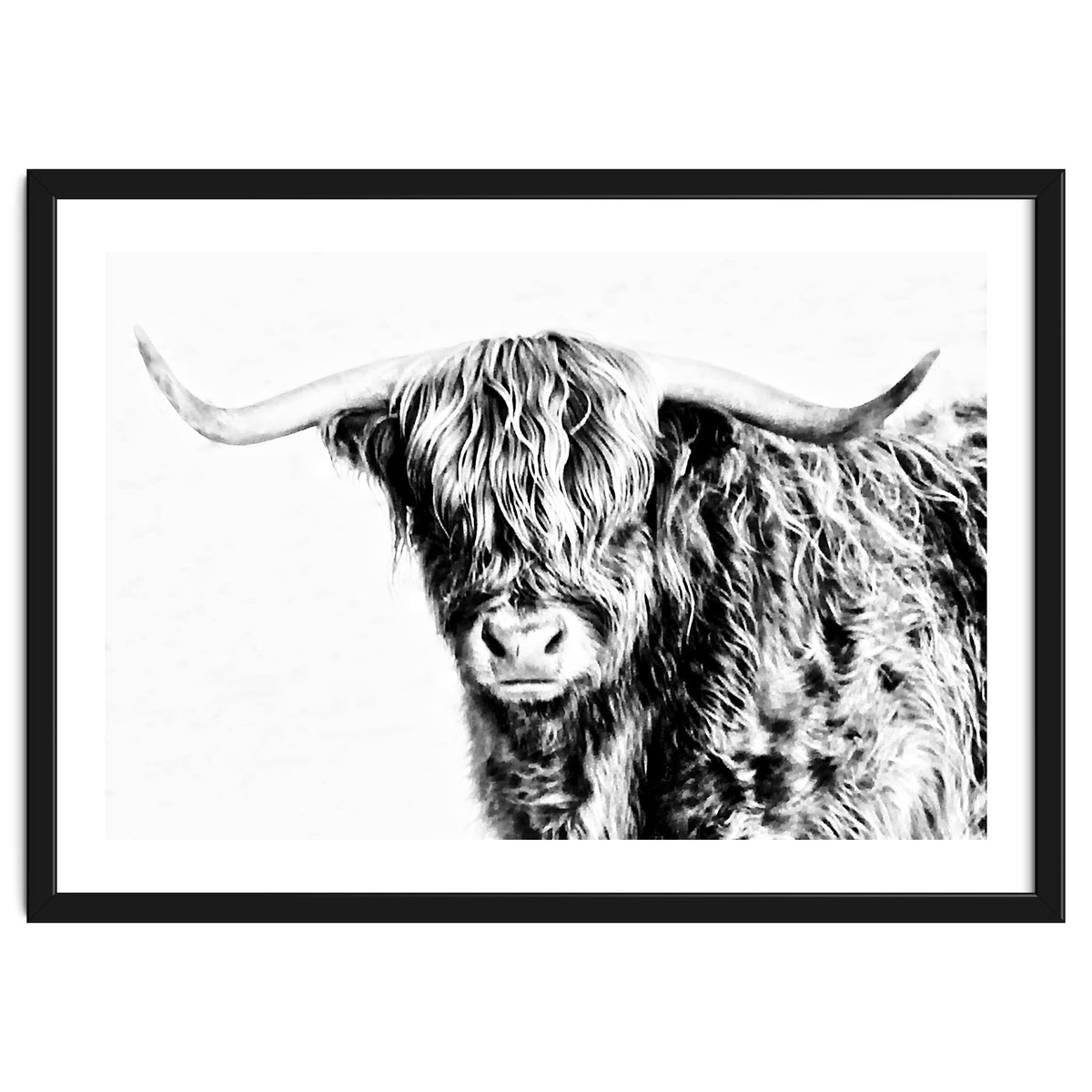 Highland bull