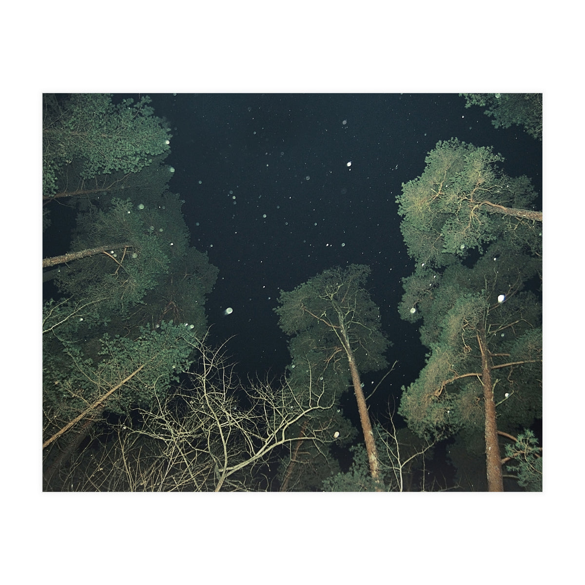 Broccoli (Print Only)