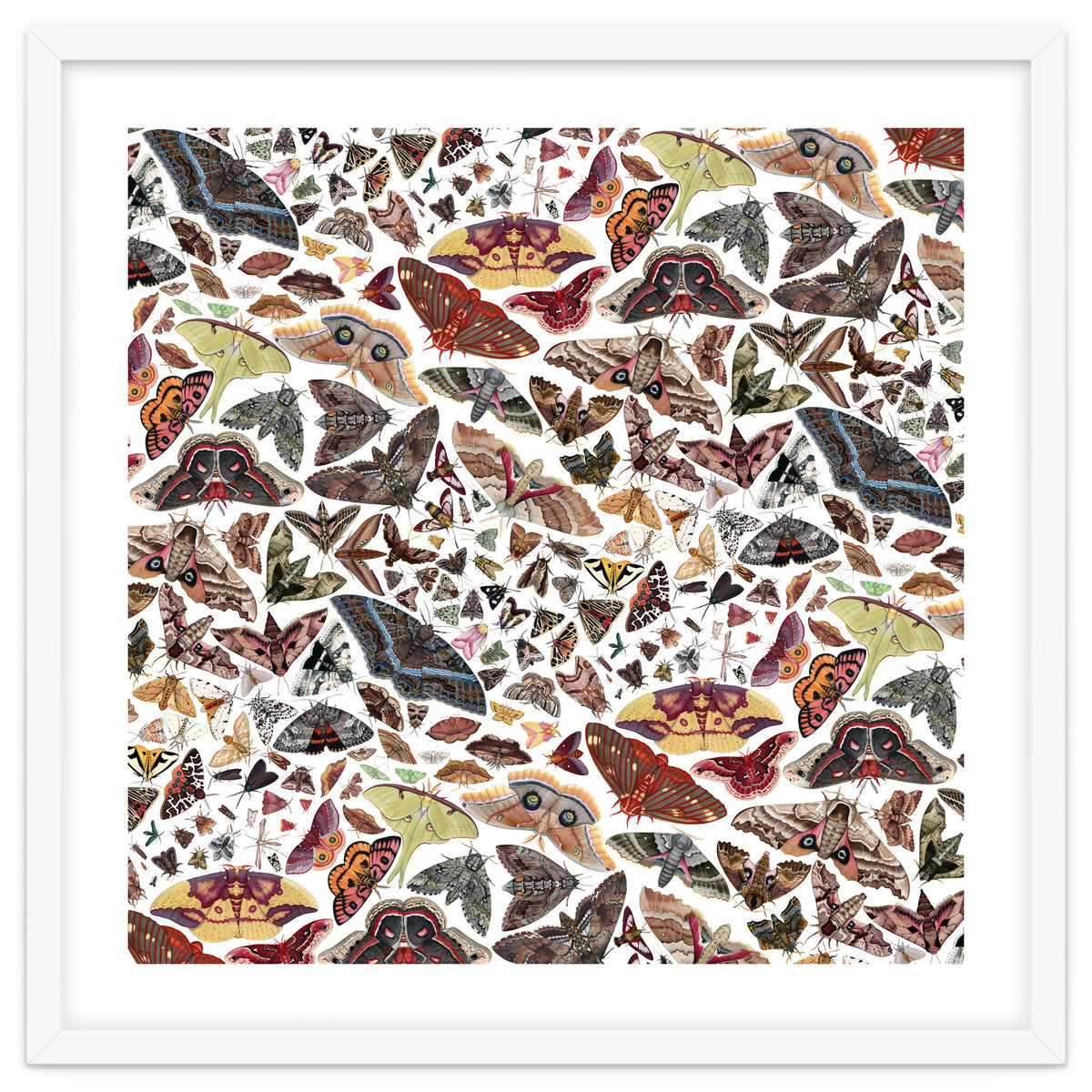 Moths of North America Pattern
