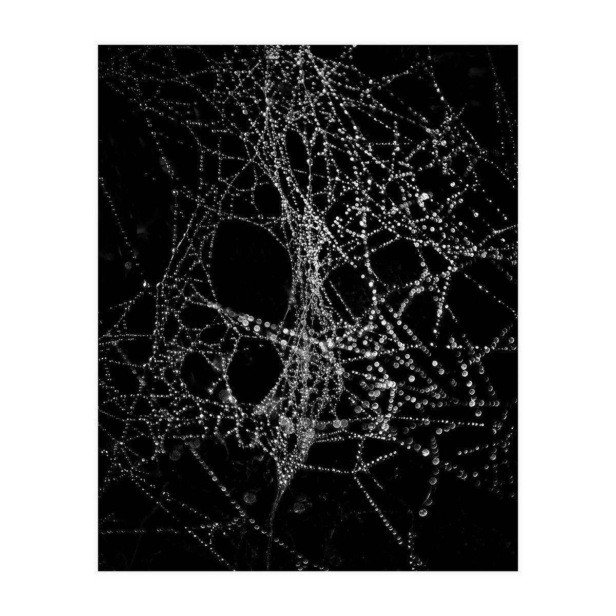 Spiderweb No 4 (Print Only)