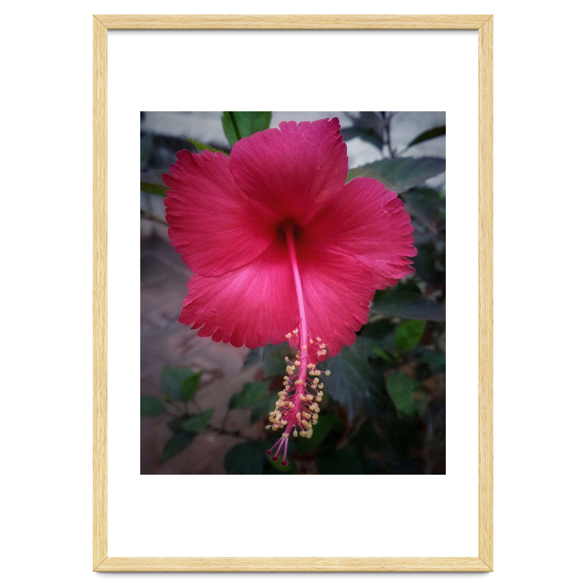Beautiful Hibiscus Flora