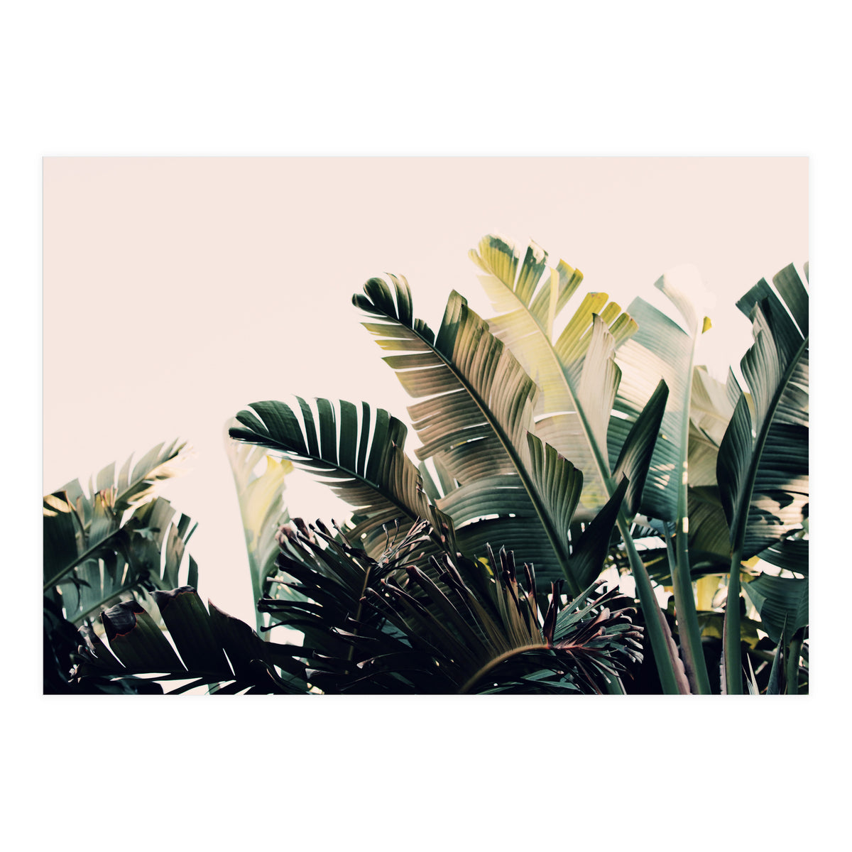 Paradise #4  (Print Only)