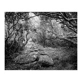 Undergrowth in black and white (Print Only) thumbnail