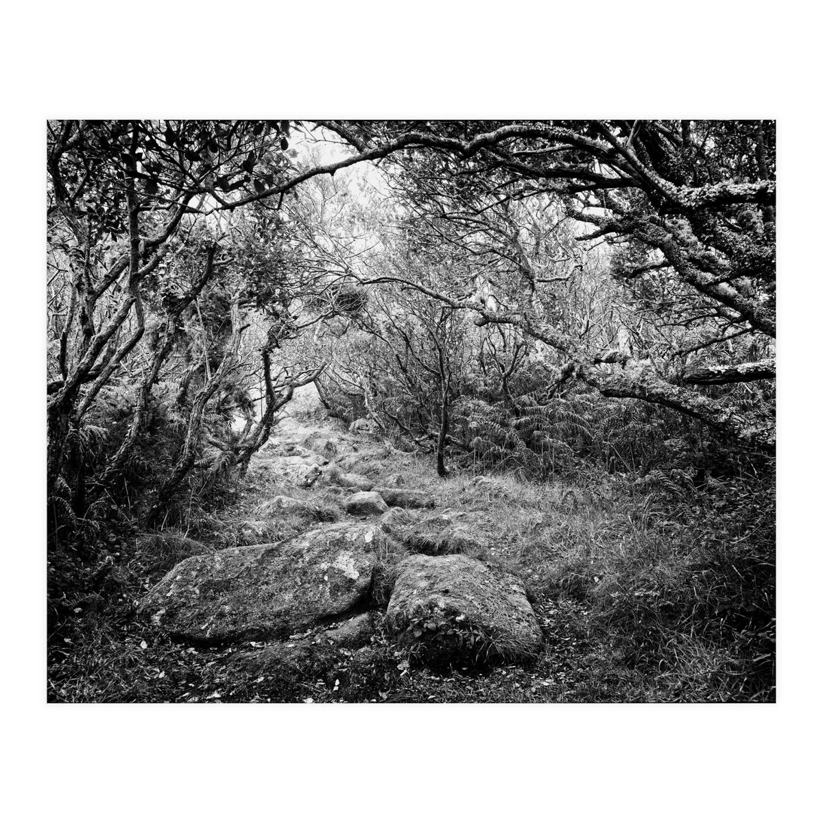 Undergrowth in black and white (Print Only)