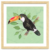 Toco toucan