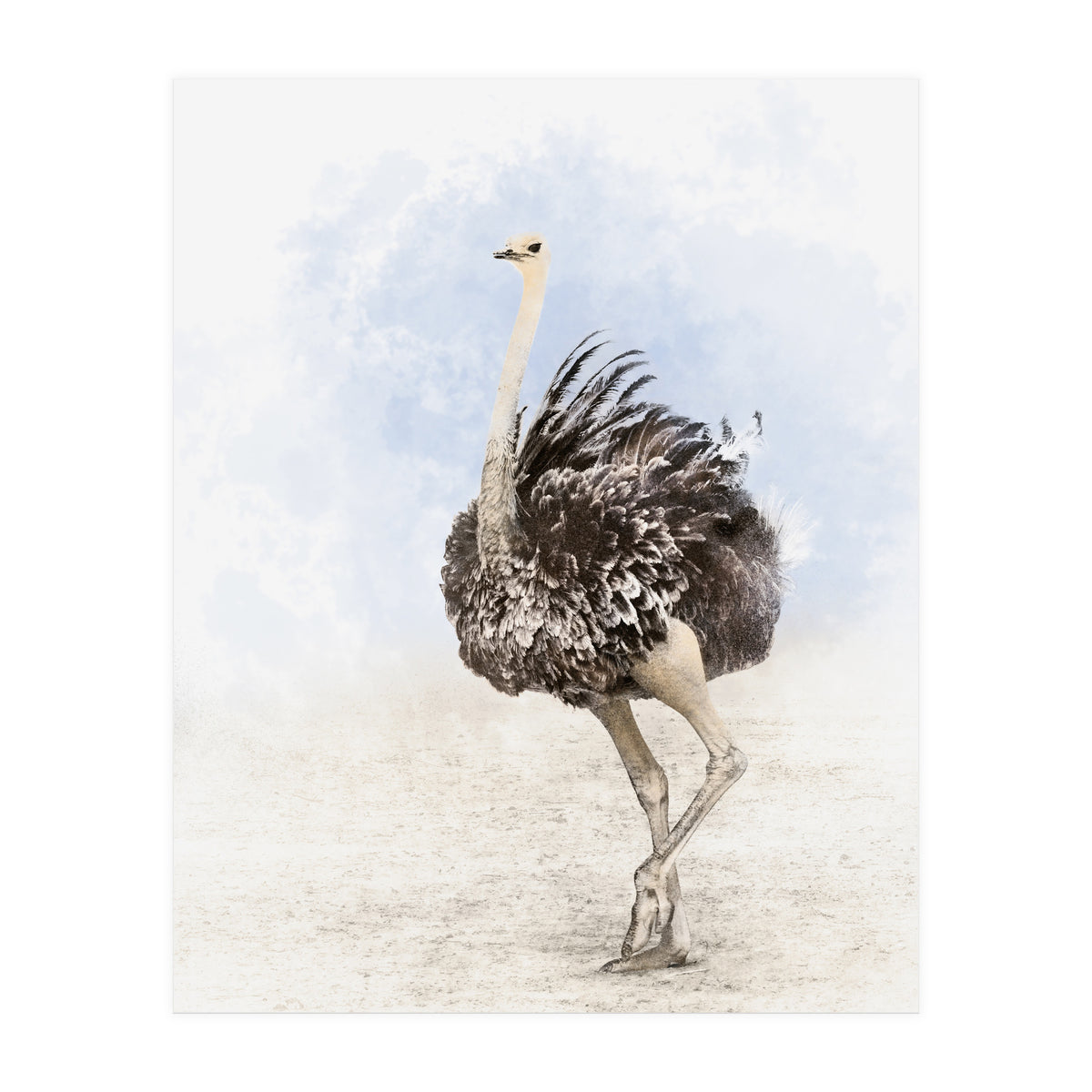 Ostrich (Print Only)