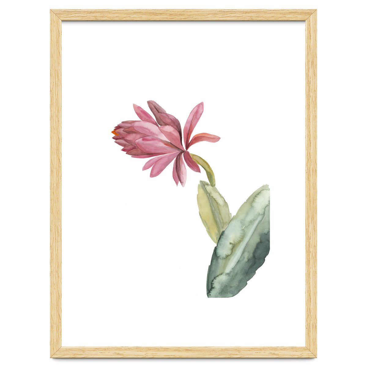 Botanical Illustration Pink Cactus Flower