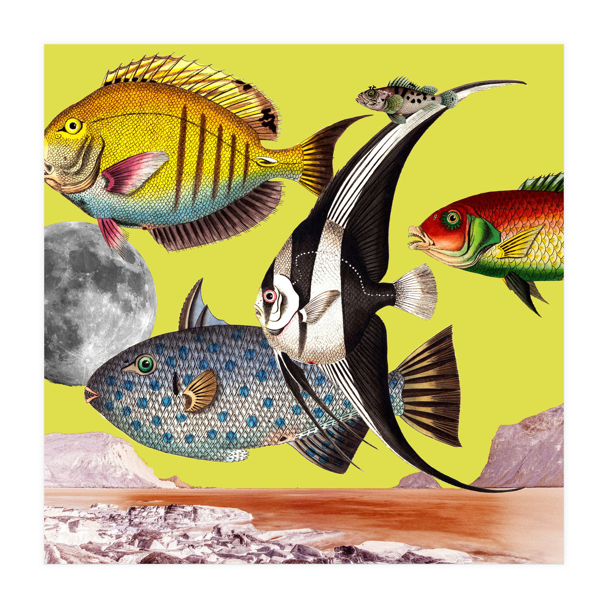 Plenty Of Fish In The Sea Yellow (Print Only)