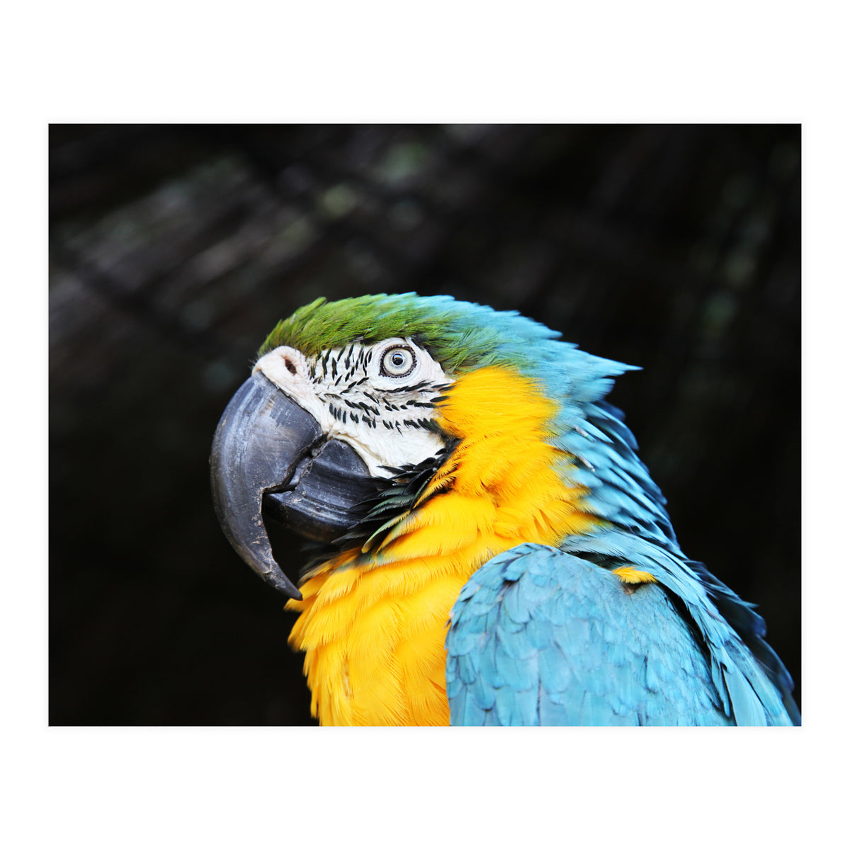 Parrot (Print Only)