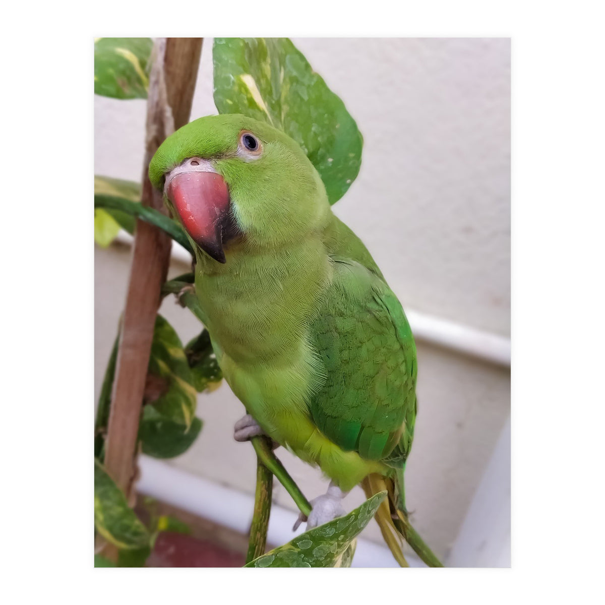 Posing Indian Parrot (Print Only)