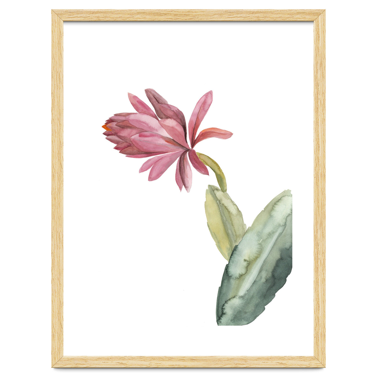 Botanical Illustration Pink Cactus Flower