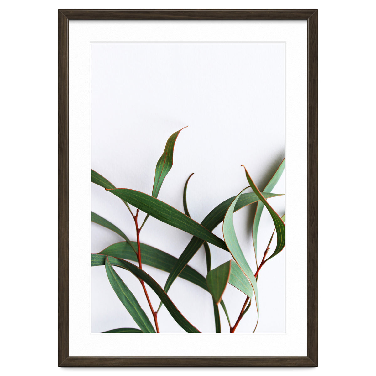 Green Eucalyptus leaves