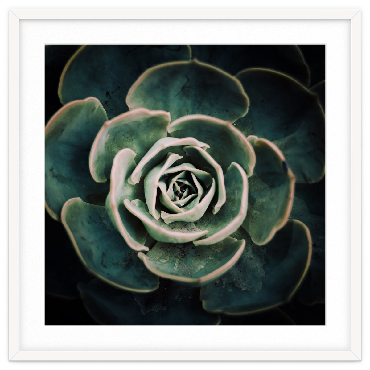 DARKSIDE OF SUCCULENTS IV-A