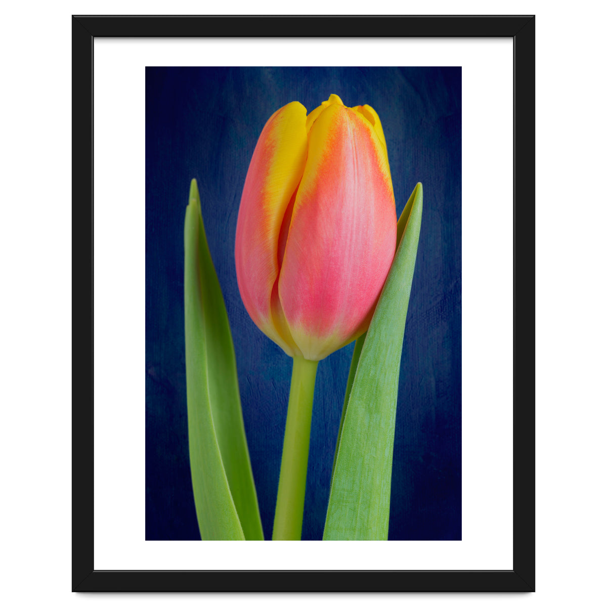 Tulip
