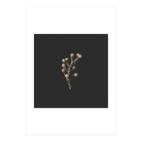 Gold Drops Botanicals - Square (Print Only)