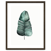 Botanical Illustration Banana Leaf