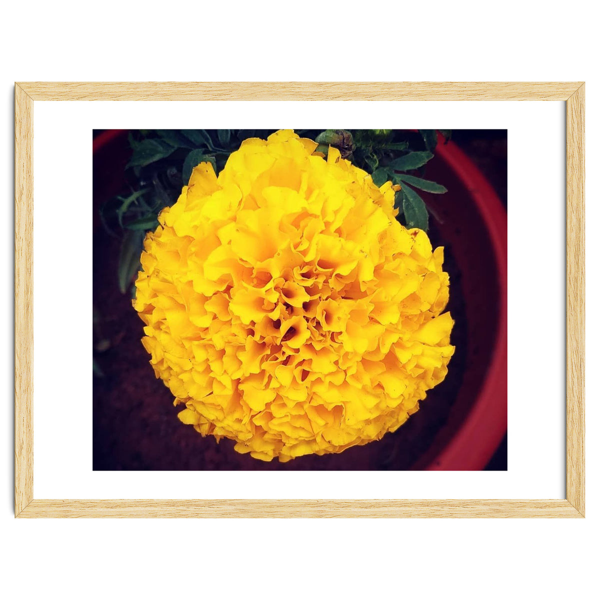Yellow Chrysanthemum