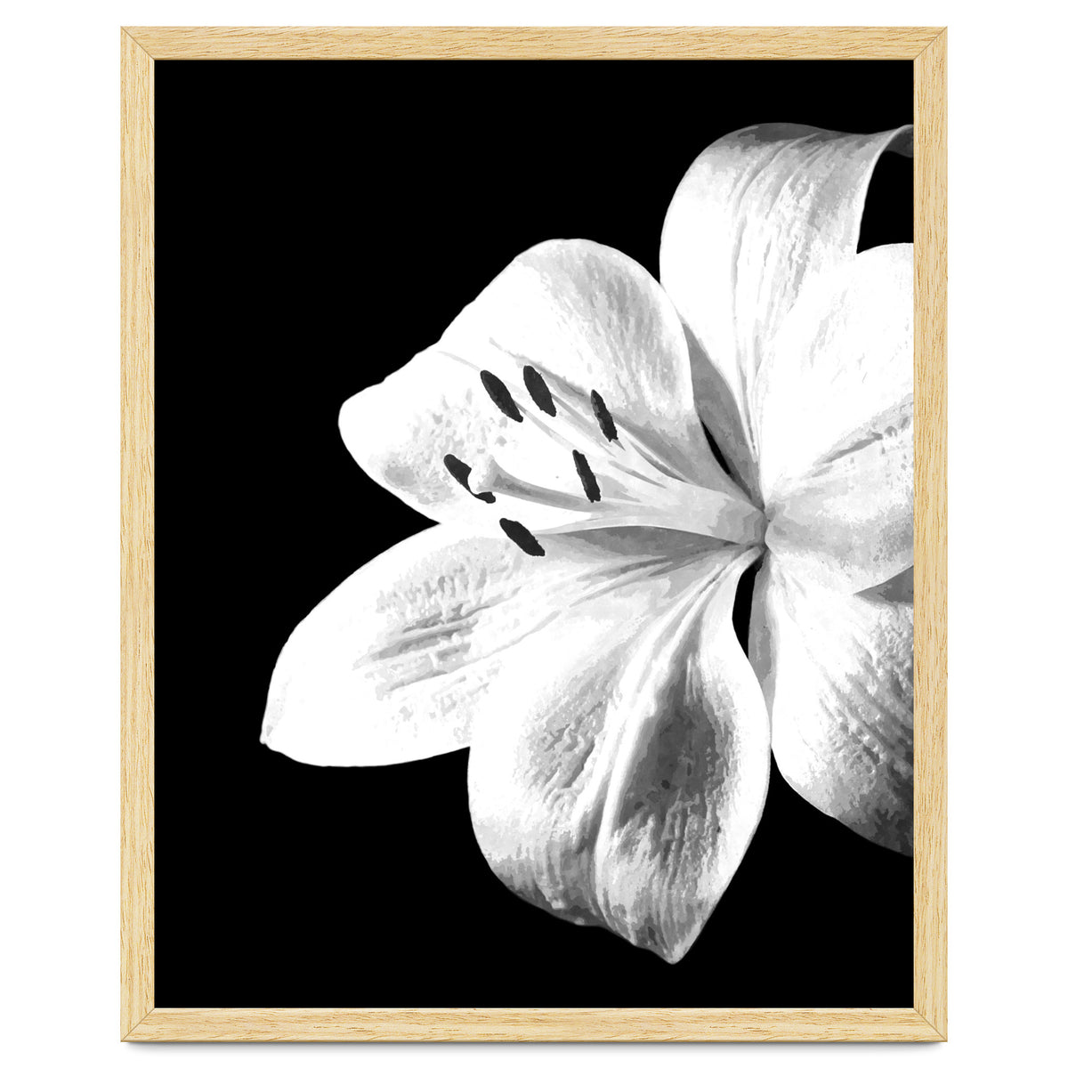 White Lily Black Background