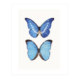 Cc Butterflies 05 (Print Only) thumbnail